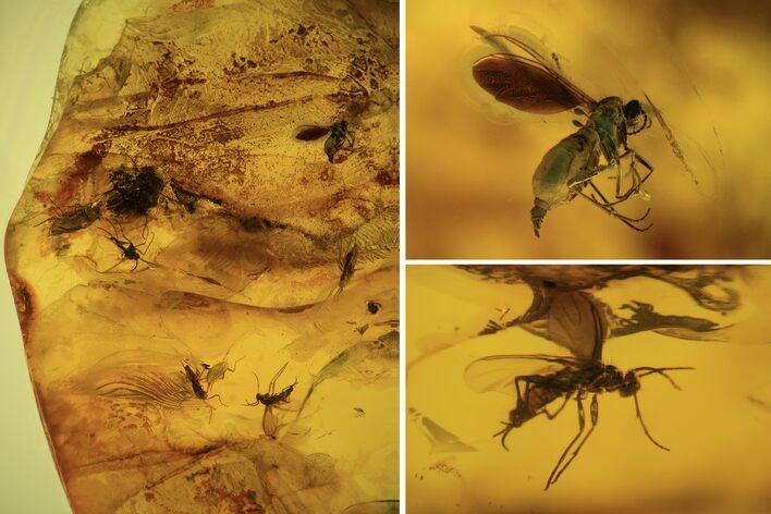 Several Fossil Flies (Diptera) In Baltic Amber #105525